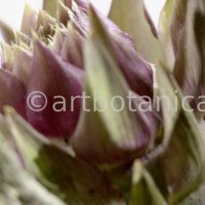 Artischocke Blüte-Cynara scolymus-16