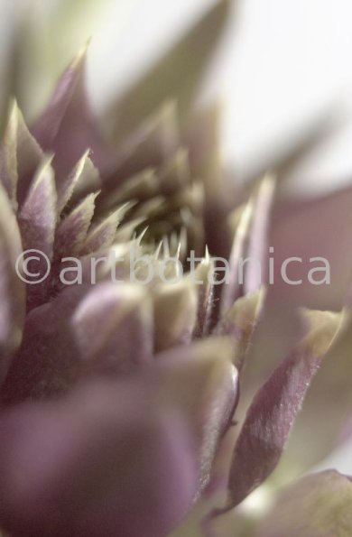 Artischocke Blüte-Cynara scolymus-10