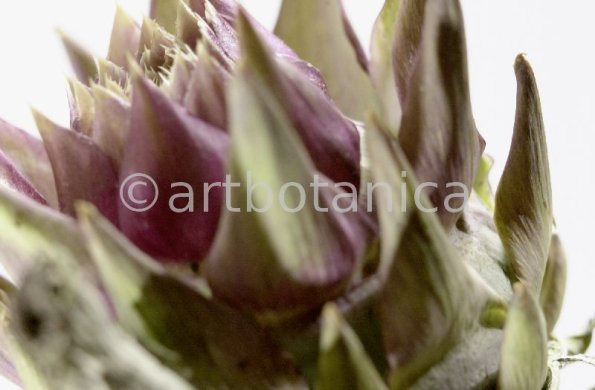 Artischocke Blüte-Cynara scolymus-16