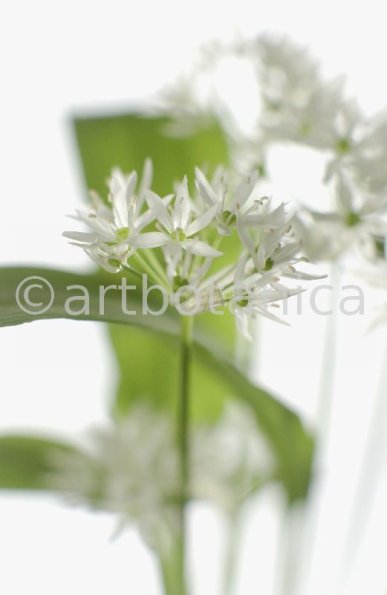 Bärlauch - Allium ursinum-3