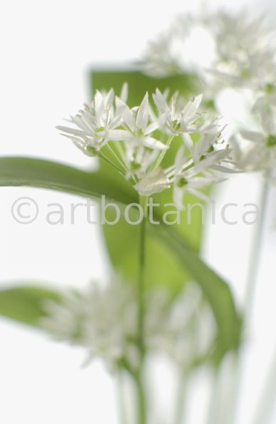 Bärlauch - Allium ursinum-2
