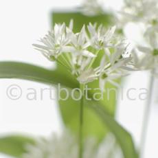 Bärlauch - Allium ursinum-2