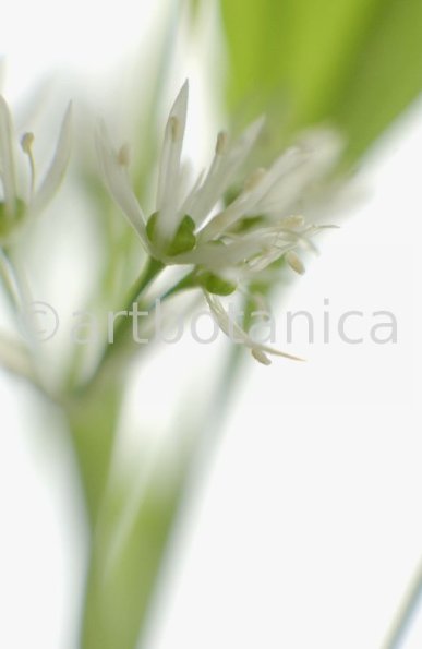 Bärlauch - Allium ursinum-7