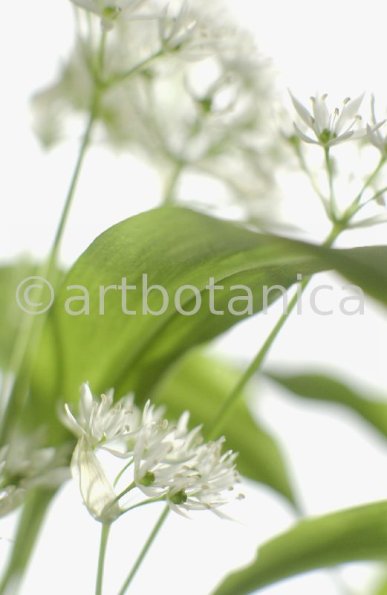 Bärlauch - Allium ursinum-4