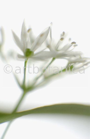 Bärlauch - Allium ursinum-6