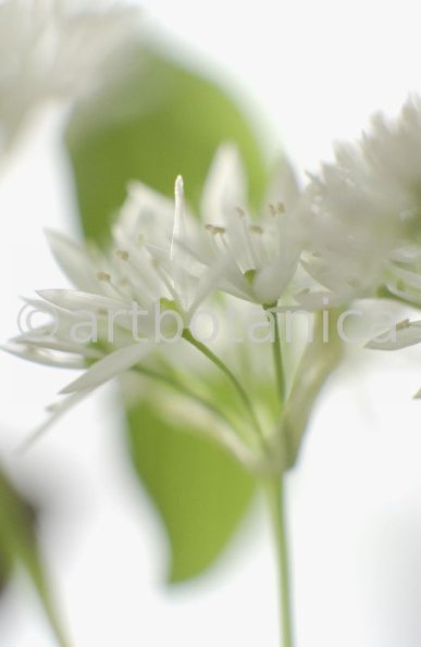 Bärlauch - Allium ursinum-10