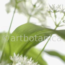 Bärlauch - Allium ursinum-4