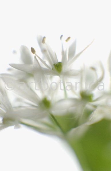 Bärlauch - Allium ursinum-8