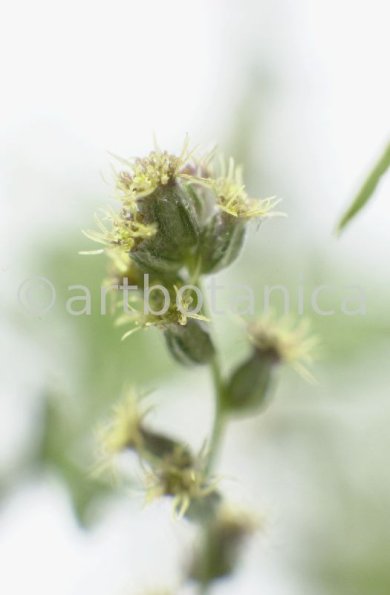 Beifuss-Artemisia vulgaris-5