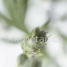 Beifuss-Artemisia vulgaris-1
