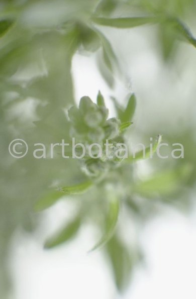 Beifuss-Artemisia vulgaris-8