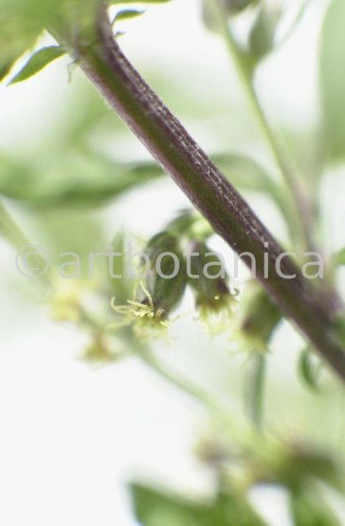 Beifuss-Artemisia vulgaris-6