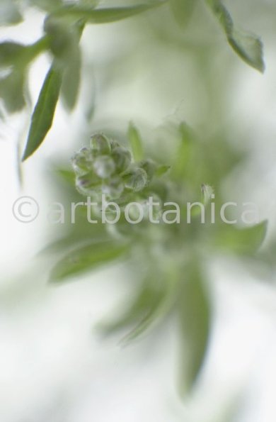 Beifuss-Artemisia vulgaris-7