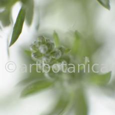Beifuss-Artemisia vulgaris-7