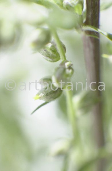 Beifuss-Artemisia vulgaris-3