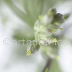 Beifuss-Artemisia vulgaris-2