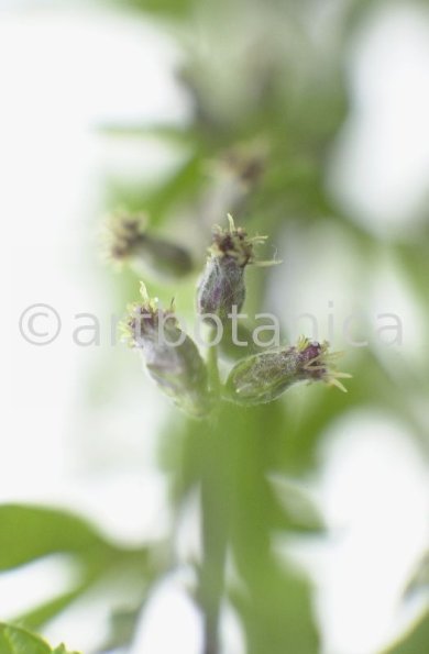Beifuss-Artemisia vulgaris-10