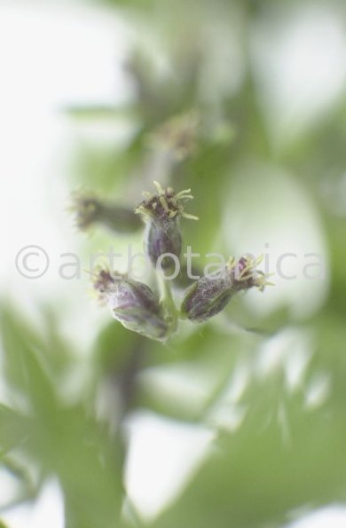 Beifuss-Artemisia vulgaris-9