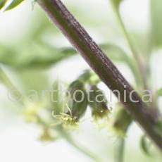 Beifuss-Artemisia vulgaris-6
