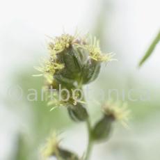 Beifuss-Artemisia vulgaris-5