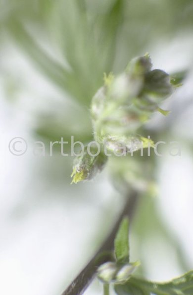 Beifuss-Artemisia vulgaris-2