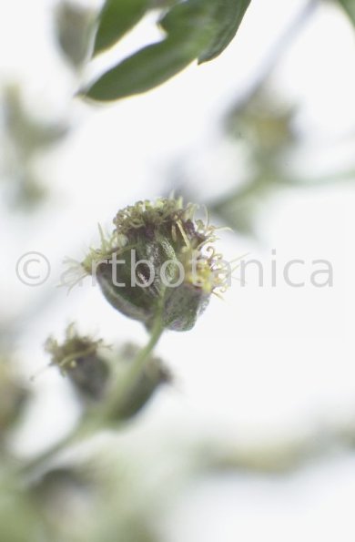 Beifuss-Artemisia vulgaris-4
