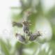 Beifuß-Artemisia vulgaris