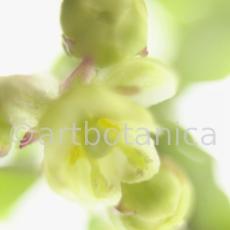 Berberitze--Berberis-vulgaris--9
