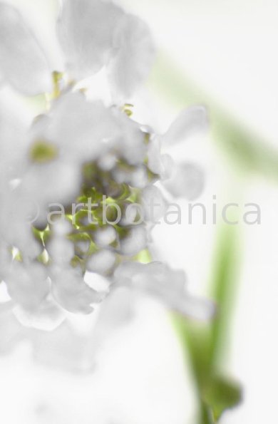 bitt.Schleifenblume-Iberis-amara-43