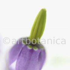 bittersüsser-Nachtschatten-Solanum-dulcamara-3