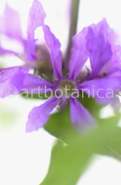 Blutweiderich -Lythrum salicaria-13