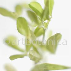 Trigonella foenum-graecum-5