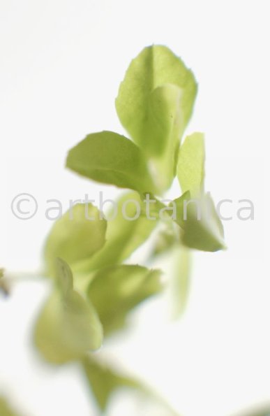 Trigonella foenum-graecum-2