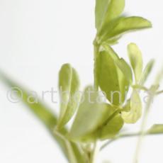 Trigonella foenum-graecum-6