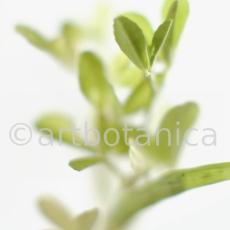 Trigonella foenum-graecum-3