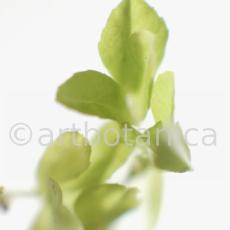 Trigonella foenum-graecum-2