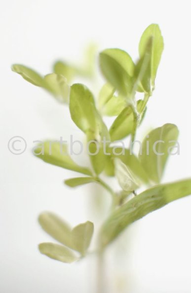 Trigonella foenum-graecum-4