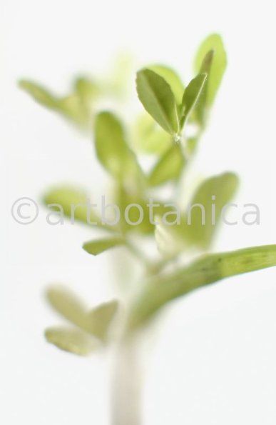 Trigonella foenum-graecum-3