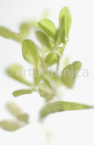 Trigonella foenum-graecum-5