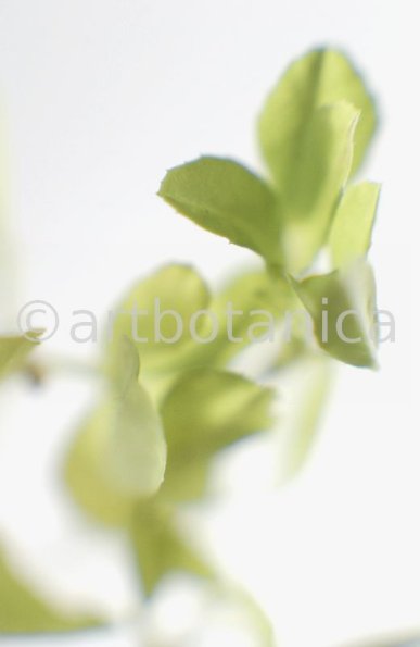 Trigonella foenum-graecum-8