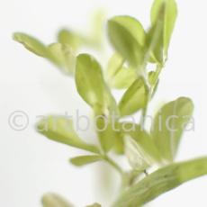 Trigonella foenum-graecum-4