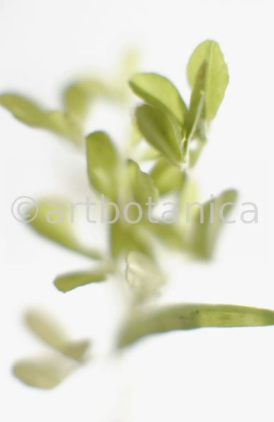 Trigonella foenum-graecum-7