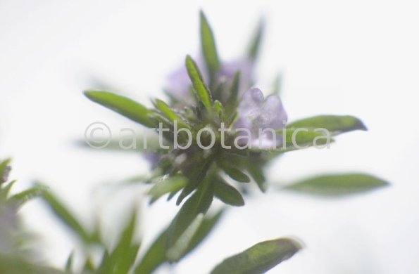 Bohnenkraut -Satureja hortensis-7