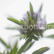 Bohnenkraut -Satureja hortensis-7