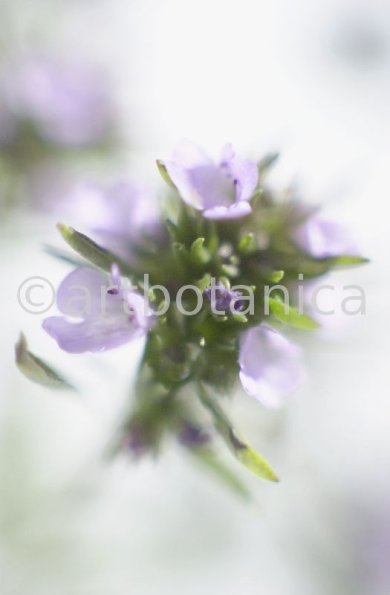 Bohnenkraut -Satureja hortensis-1