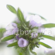 Bohnenkraut -Satureja hortensis-8