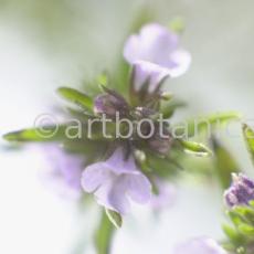 Bohnenkraut -Satureja hortensis-12