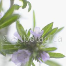 Bohnenkraut -Satureja hortensis-15
