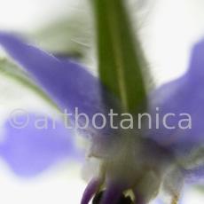 Borretsch- Borago officinalis-12