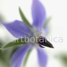 Borretsch- Borago officinalis-20
